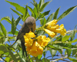 Mariqua Sunbird