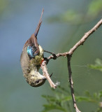 Black-bellied Sunbird