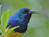 Variable Sunbird