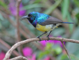 Variable Sunbird