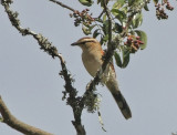 Brown-crowned Tchagra