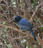 Slate-colored Boubou