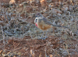 Rosy-patched Bushshrike