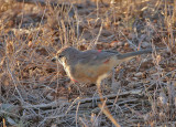 Rosy-patched Bushshrike