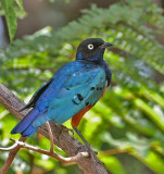 Superb Starling