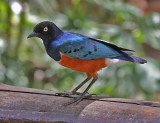 Superb Starling