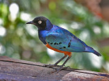 Superb Starling