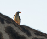 Yellow-billed Oxpecker