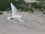 Ivory Gull, Grover Beach, November 2010