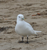 Ivory Gull