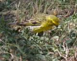 Yellow-fronted Canary