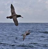 Short-tailed Albatross and Northern Fulmar