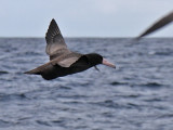 Short-tailed Albatross