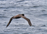 Short-tailed Albatross