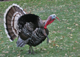 Wild Turkey (Goulds)