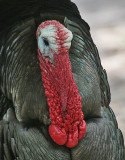 Wild Turkey (Goulds)