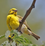 White-bellied Canary