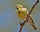 White-bellied Canary