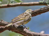 White-bellied Canary