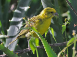 White-bellied Canary