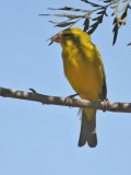 Brimstone Canary