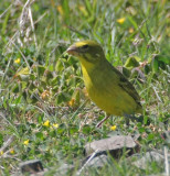 Brimstone Canary