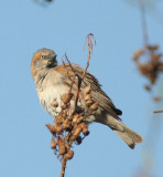 Kenya Rufous Sparrow