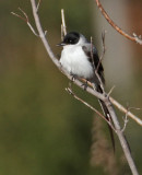 Fork-tailed Flycatcher