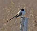 Fork-tailed Flycatcher