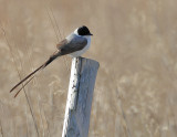 Fork-tailed Flycatcher