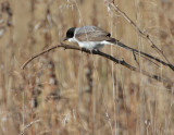 Fork-tailed Flycatcher