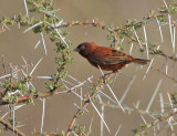 Chestnut Sparrow