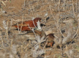 Chestnut Sparrow