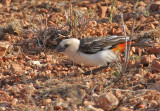 White-headed Buffalo-Weaver