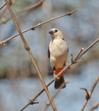 White-headed Buffalo-Weaver