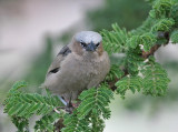 Gray-headed Social-Weaver