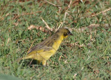 Baglafecht Weaver