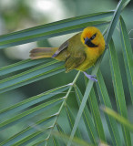 Spectacled Weaver