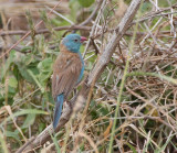 Blue-capped Cordonbleu