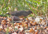 Quailfinch (Spectacled)