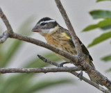 Black-headed Grosbeak