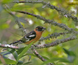 Black-headed Grosbeak