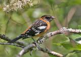 Black-headed Grosbeak