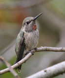 Annas Hummingbird