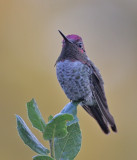 Annas Hummingbird