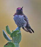 Annas Hummingbird