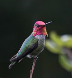 Annas Hummingbird