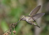 Annas Hummingbird