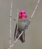 Anna's Hummingbird