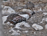 Black-throated Bobwhite